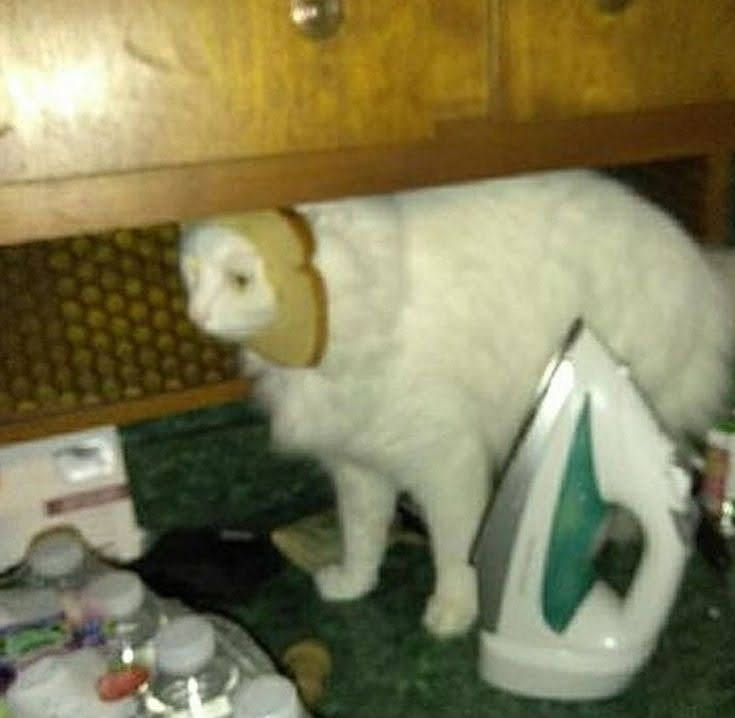 bread cat